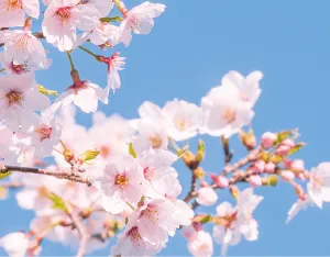 ソメイヨシノ