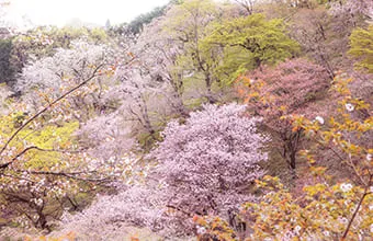 森林総合研究所多摩森林科学園の写真